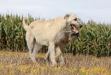 IRISH WOLFHOUND 142